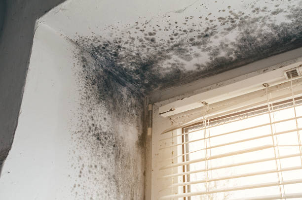 Affordable Basement Mold Removal solutions in Moorestown, NJ